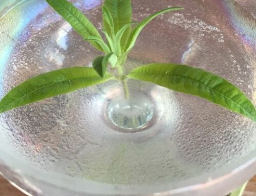Lemongrass “Martini”